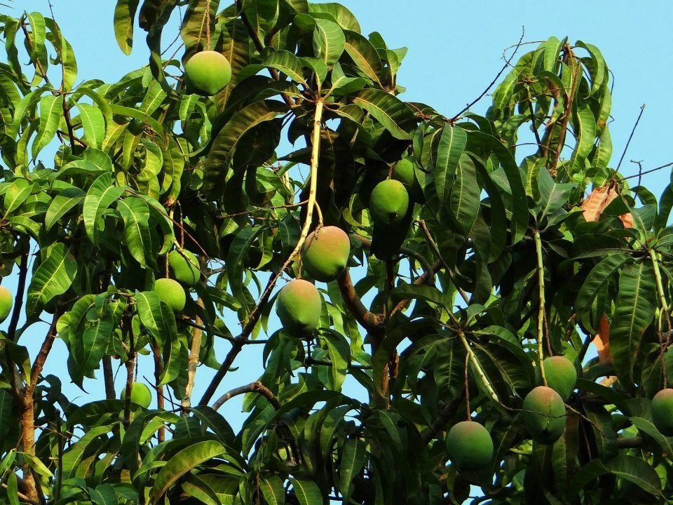 Buy Alphonso Mango Online
