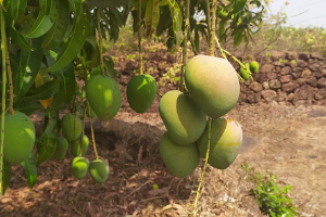 Devgad Mangoes hanging in tree