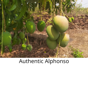 Authentic Organic Alphonso 100% authentic unripe alphonso mangoes