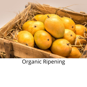 Buy alphonso mango online