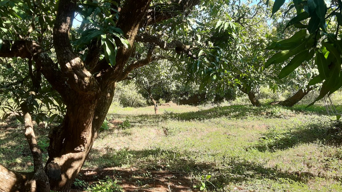 Alphonso mango orchard