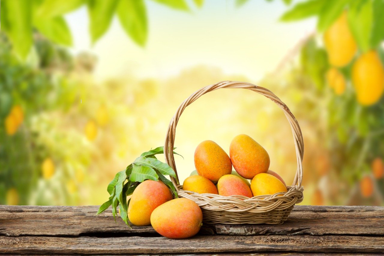 Buy Alphonso Mango Family Pack