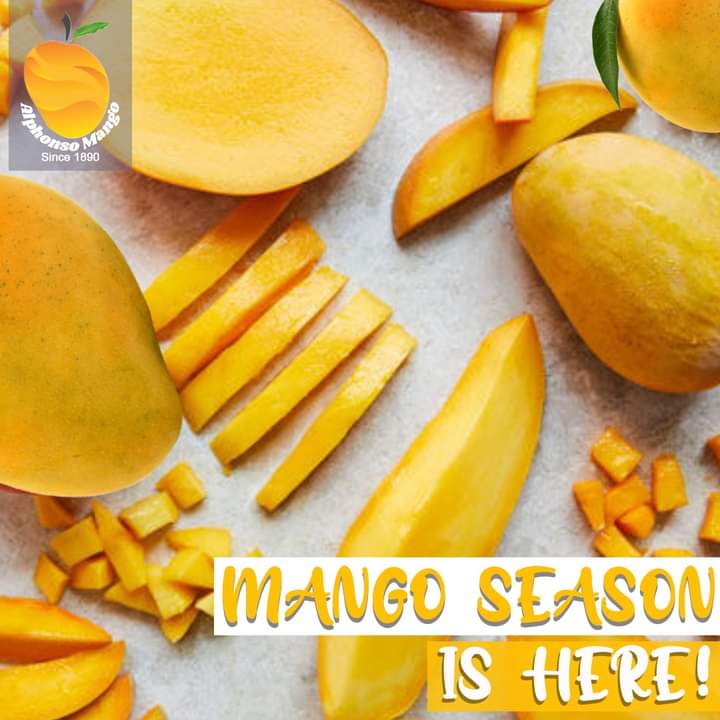 the season of devgad alphonso mangoes is here
