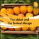 The oldest and the tastiest devgad alphonso mangoes