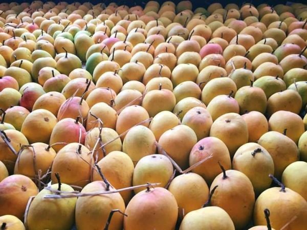 Buy Alphonso Mango Online