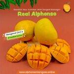 Buy real alphonso mango