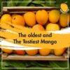 Buy Devgad Alphonso Mango