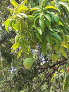 Ignorance of Biodiversity surrounding Alphonso mango orchards