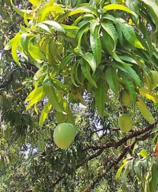 The most iconic tussle between Devgad Alphonso mango Vs Ratnagiri Alphonso mango