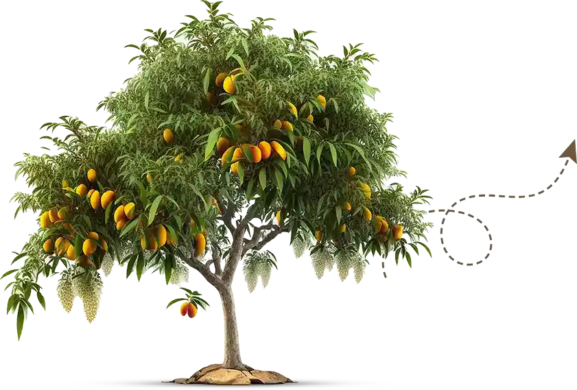 A tree full of Alphonso mangoes